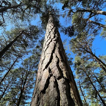 In The Forest 팔랑가