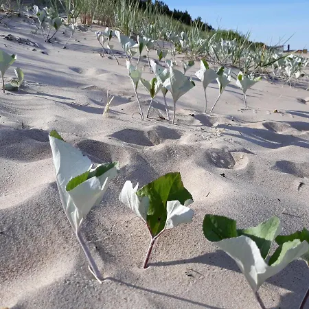 In The Forest 아파트