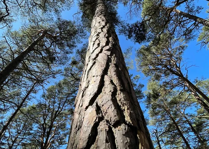 In The Forest 帕兰加