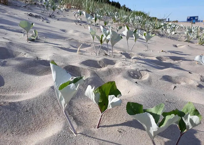 In The Forest شقة